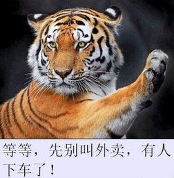 成都老虎爆料视频大全