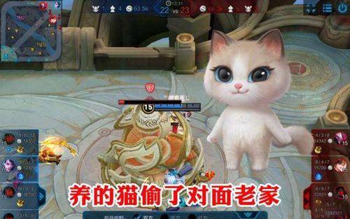 开心养猫场爆料视频,猫咪快乐生活的幕后故事