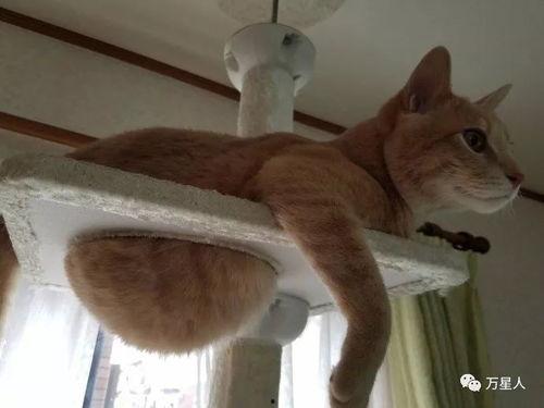 开心养猫场爆料视频,猫咪快乐生活的幕后故事