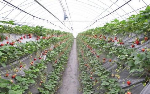 大棚草莓爆料视频大全下载,视频大全带你领略草莓种植魅力
