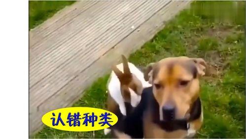 恶搞吃瓜配音视频大全免费,免费恶搞配音视频大全集锦