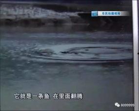 水怪爆料完整版视频播放,完整版视频深度解析