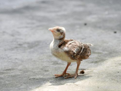 长春爆料小姐姐是谁啊最新消息,最新动态追踪