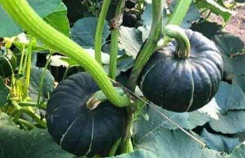 哪种地方可以吃网红瓜呢,探寻各地特色美食打卡地