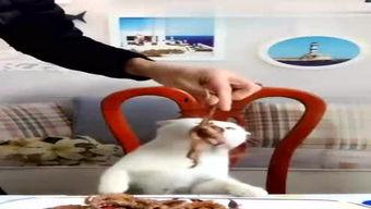 迪哥最新爆料视频大全