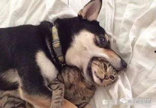 呼叫二狗爆料视频,一窥娱乐圈幕后真相