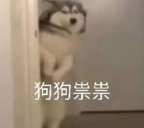 呼叫二狗爆料视频,一窥娱乐圈幕后真相