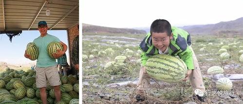 大漠吃瓜-免费吃瓜,免费畅享瓜果盛宴，尽在大漠吃瓜平台