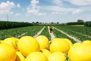 大漠吃瓜-免费吃瓜,免费畅享瓜果盛宴，尽在大漠吃瓜平台