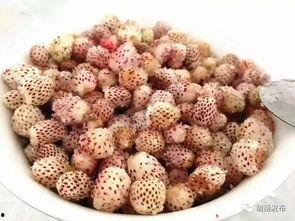 陇南武都网红吃瓜,网红吃瓜盛宴，探寻美食背后的故事