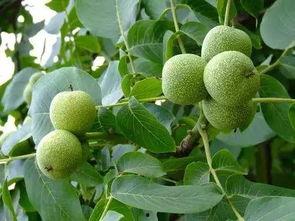 陇南武都网红吃瓜,网红吃瓜盛宴，探寻美食背后的故事