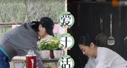 那英杨紫张艺兴最新爆料,揭秘娱乐圈背后的故事