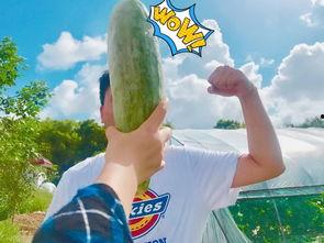 近期热门吃瓜网红是谁啊,揭秘近期热门吃瓜网红风云录