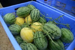 武都网红吃瓜群微信号,揭秘幕后故事，带你领略网络红人圈