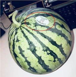 网红同款吃瓜图片高清头像,揭秘网络红人的时尚潮流